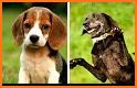 Dog Breeds Profile related image