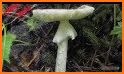 Picture Mushroom - Mushroom ID related image