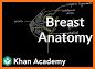 Breast Anatomy related image