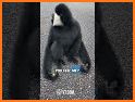 Funny Talking Monkey related image