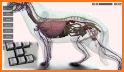 Dog Anatomy : Canine Anatomy related image