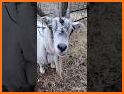 Impish Goat Escape - A2Z related image