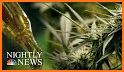 CBD News: The latest news from the CBD industry. related image