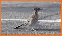 Road Runner related image