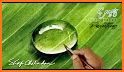 Water Drop Leaf Theme related image