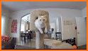 Cat Condo related image