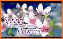 Spring Flower Live Wallpaper related image