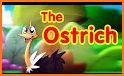 The Ostrich related image