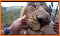 Wild Animal Dentist - Vet Hospital related image