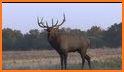 Elk Hunting Range Finder related image