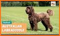 Australian Labradoodle related image