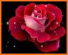 Beautiful flowers and roses Images Gif related image