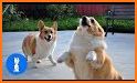 Run Corgi Run related image