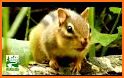 Chipmunks sounds for RINGTONES and WALLPAPERS related image