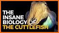 Cuttlefish related image