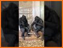 Funny Talking Monkey related image