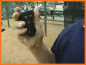 Baseball Umpire (Counter) related image