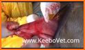 PET DOCTOR HOSPITAL: ANIMAL SURGERY HOSPITAL related image