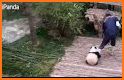 Cute Eating Bamboo Baby Panda Theme related image