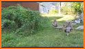 Cutesy Peachick Escape - A2Z related image