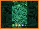 Weed Skull Live Wallpapers Themes related image