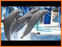 Fun Whale & My Dolphin Show Game For Kids Free🐋🐬 related image