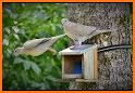 Mourning Dove Coo Call Sound related image