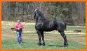 Kids music – Percheron Horse related image