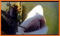 Wild Shark Fishing related image