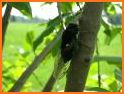 Cicada Sounds related image