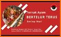 tips cara meningkatkan produksi ayam petelur related image