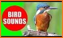 Picture Bird - Bird Identifier related image