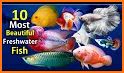 Freshwater Aquarium related image