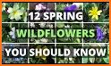 EcoGuide: Russian Wild Flowers related image