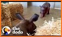 Adorable Hippo Calf Escape related image