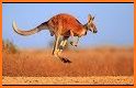 The Kangaroo related image