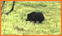 Wild Swine Rescue related image