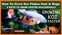 Guide  for fish feed and grow - HINTS related image