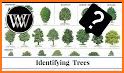 Tree ID - British trees related image