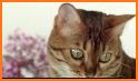 Jigsaw Game - Cute Cat Puzzle related image