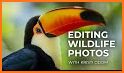 WildPapers - Wildlife Photography Wallpapers related image