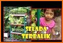 tips praktis dan cerdas menanam kentang polybag related image