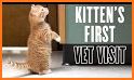 City Kitty Vet related image