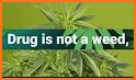 Collecting Weed related image