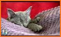 Sleeping Cute Kitten Keyboard Background related image