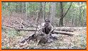 Extreme Deer Hunting 2019 related image