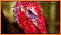 Turkey Sounds Ringtone related image