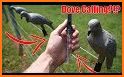 Dove Hunting Calls related image