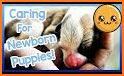 Dog Birth Newborn Puppy Care related image