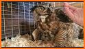 Horned Owl Rescue related image